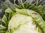 Чим обдати капусту від гусениць