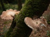 Трутовики часто «атакуют» деревья