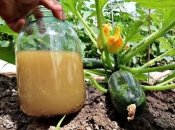 Чем подкармливать кабачки