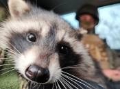 Россияне назвали енота весьма символично — Херсон