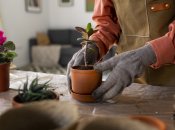 Эти простые средства помогут вашим растениям зацвети