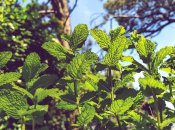 Мята не нравится комарам