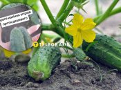 Некоторые огурцы очень порадовали огородницу