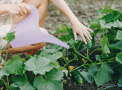 Як приготувати добриво для огірків з меду