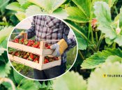 Які квіти треба посадити біля полуниці