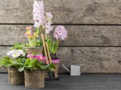 Фиалки неприхотливые в уходе растения