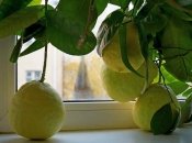 Як виростити лимон з кісточки