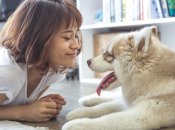 Хаскі вважаються найкомунікабельнішими