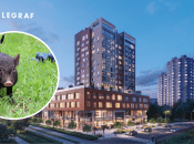 На Оболоні дівчина вигулювала чорну свиню на повідку