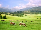 Украина стремительно теряет поголовье коров