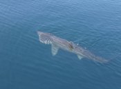 Гигантская акула