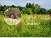 Животное живет на целинных участках