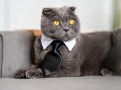 Каким знакам Зодиака будет сопутствовать успех в бизнесе в ноябре 2022 года