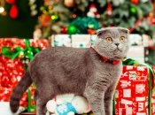 Тельцы, Раки и Весы будут в восторге от сюрпризов