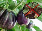 Баклажаны каких сортов не болеют и не увядают