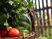 Овощи в Украине дешевеют из-за сезонности