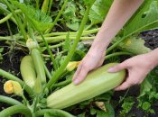 Чем поливать кабачки для большого урожая