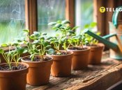 Є прості поради, які допоможуть вам виростити здорову розсаду  (зображення створено за допомогою ШІ)