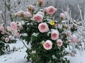 Розы должны радовать своим пышным цветением