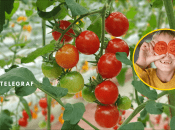 Томати люблять дорослі та малі