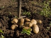 Посадка картофеля в мае: когда сажать и как правильно подготовить клубни