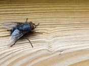 Мухам в доме не место