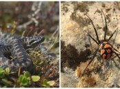 Гадюка и каракурт