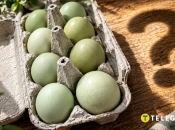 Необычные зеленые яйца от домашней курицы