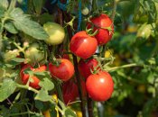 Цього року в Україні добрий урожай томатів
