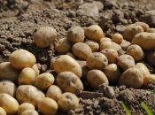 Лучшие сроки для посадки картофеля 2024