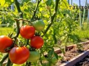 Іноді помідорам не вистачає сонця, щоб дозріти на гілці