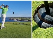 Соревнования гольфистов сорвала змея: жуткие кадры (видео)