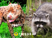 Ілюстративне фото