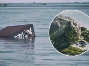 Маленькая черепаха продержалась на деревянных обломках весь морской путь