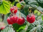 Чим підгодовувати малину у липні 2022 року