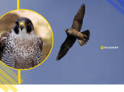 Во время пике сапсан развивает скорость более 320 км/ч