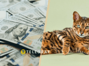 Такие кошки стоят недешево