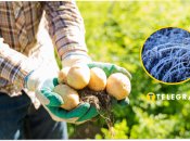 Що робити з картоплею після заморозків