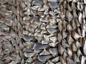 Плавці акул