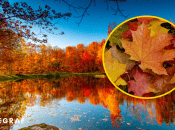 Золота осінь