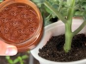 Відвар використовуйте для поливу розсади