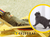 Як забезпечити тваринці достатню гідрацію