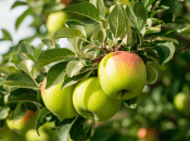 Є багато причин гниття яблук на дереві  (зображення створено за допомогою ШІ)