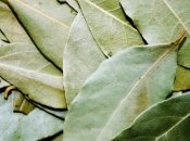 Лавровый лист “помогает” не только в кулинарии