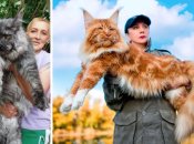 Зіпхне з ліжка і не помітить. ТОП-10 найбільших порід котів
