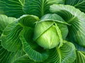 Капуста - ингредиент многих блюд