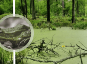 Необычная лягушка живет в Днепропетровской области