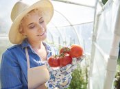 Пасинкування прискорює час дозрівання плодів томатів