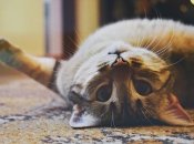 Психологічний тест по картинці