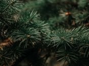 Натуральная елка